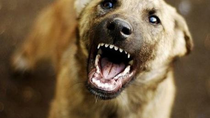 Clarifications on the adopted law on tougher punishment for zhivoderstvo - My, Law, Animals, Flailing, Dog, Longpost, Animal protection