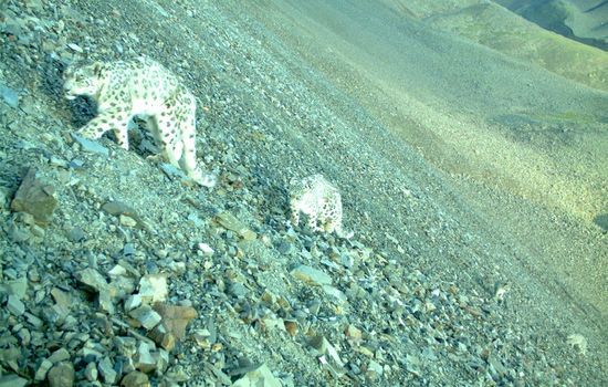 Camera traps in Altai - Phototrap, Mountain Altai, Rams, Snow Leopard, Nature, Altai Republic