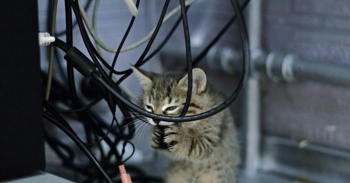 Включи выключи котов. Кот в проводах. Котик с проводами. Котик перегрызает провод. Кот сгрыз провода.