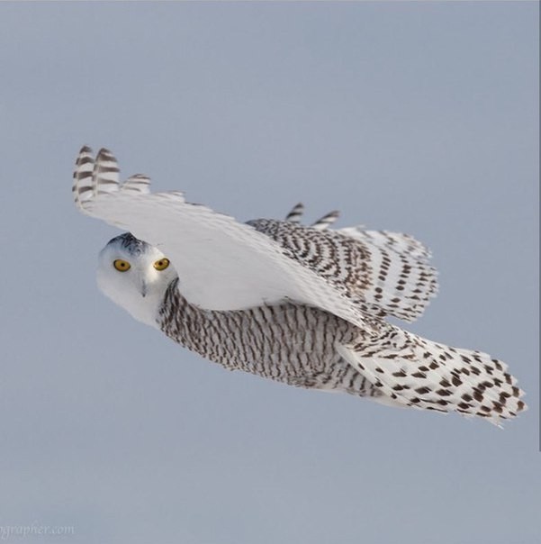 In flight. - Birds, Flight, The photo, Polar owl, Owl