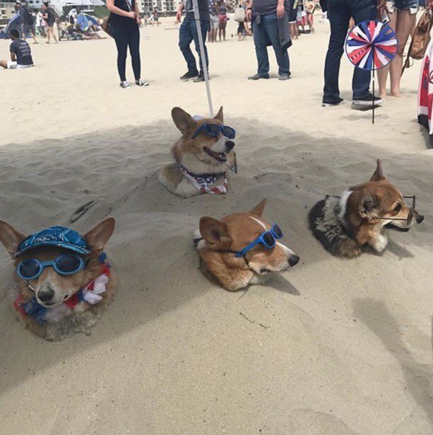 A plantation that raises good boys - Plantation, Good boy, Dog, Corgi