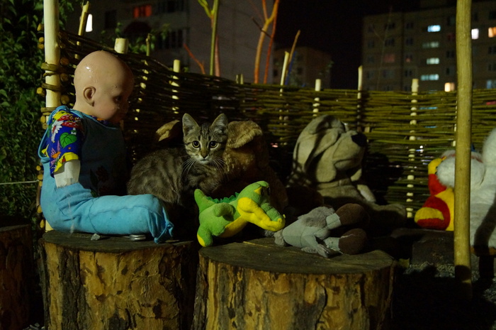 Is the cat plush or real? - My, Stary Oskol, cat, Toys, Doll, Night, The photo