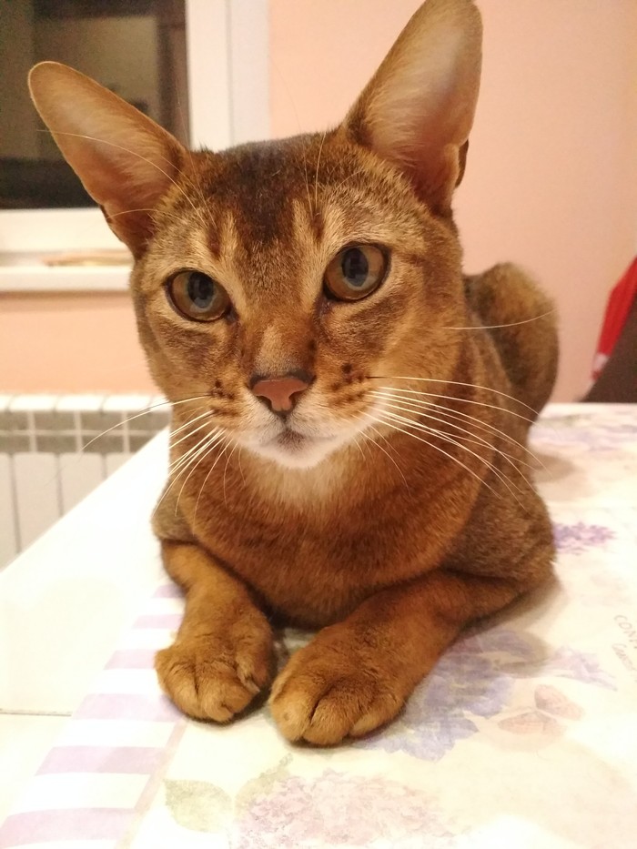 A little bit of a cat in your feed, dear :3 - My, Abyssinian cat, cat, Handsome men, Longpost