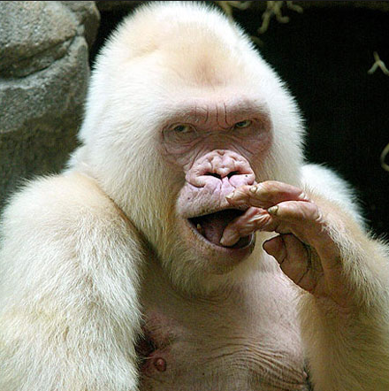 The rarest gorilla. - Gorilla, Albino, Guinness Book of Records, Longpost