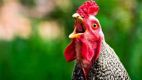 What would a chicken say if it could talk? - Agronews, Hen, Institute, Artificial Intelligence, USA, Specialists