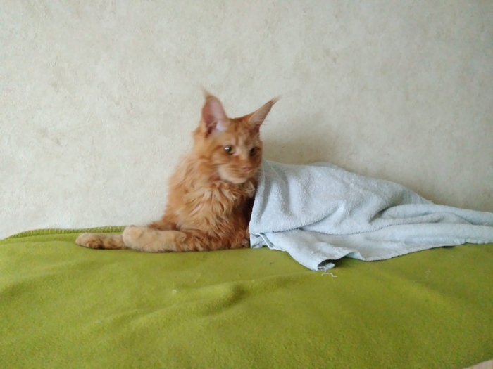 The dream came true) Maine Coon lives with us!) Part 4. - My, Maine Coon, Grows, cat, Longpost