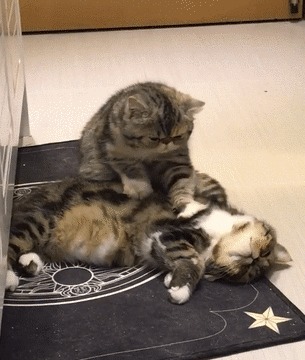 На приёме у массажиста Кот, Массаж, Массажист, Коврик, Домашние животные, Гифка