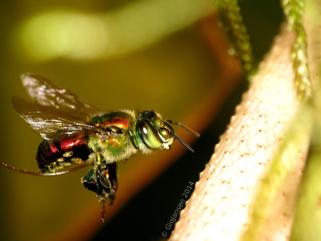 Euglossini. - Insects, Bees, Orchids, Symbiosis, Longpost, Video