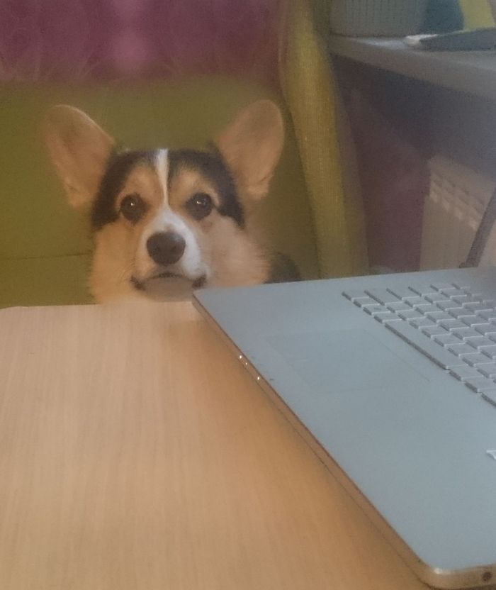 Not only cats interfere with work. - My, Dog, Corgi