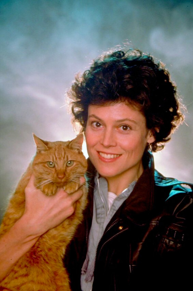 Jones came)) - cat, Stranger, Sigourney Weaver, Longpost, Woolen, Jonesy