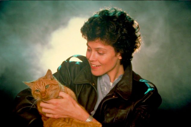 Jones came)) - cat, Stranger, Sigourney Weaver, Longpost, Woolen, Jonesy