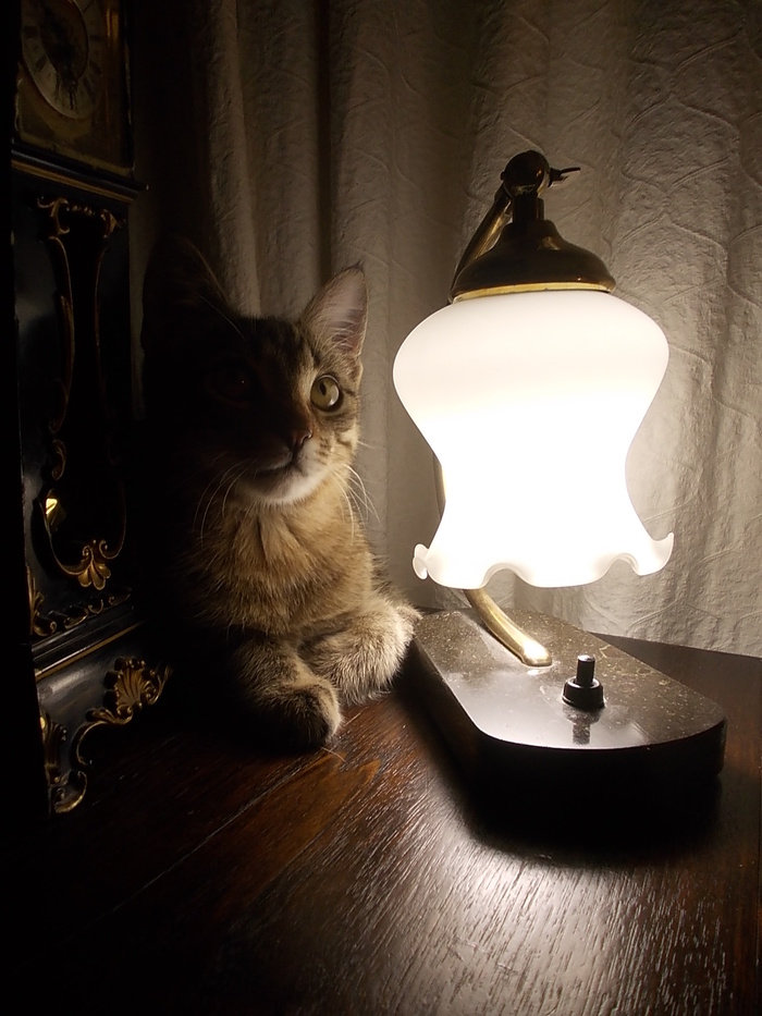 A little cat lamp is growing))) - My, cat, Foundling, Cat with lamp