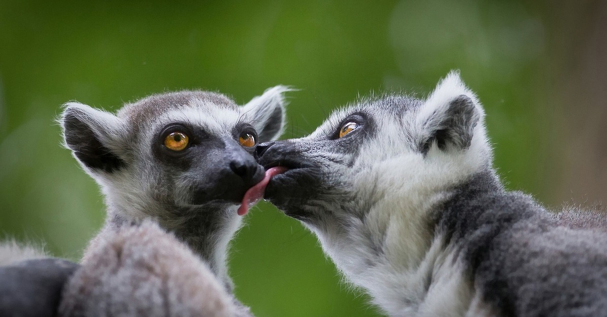 Фото Влюбленных Животных
