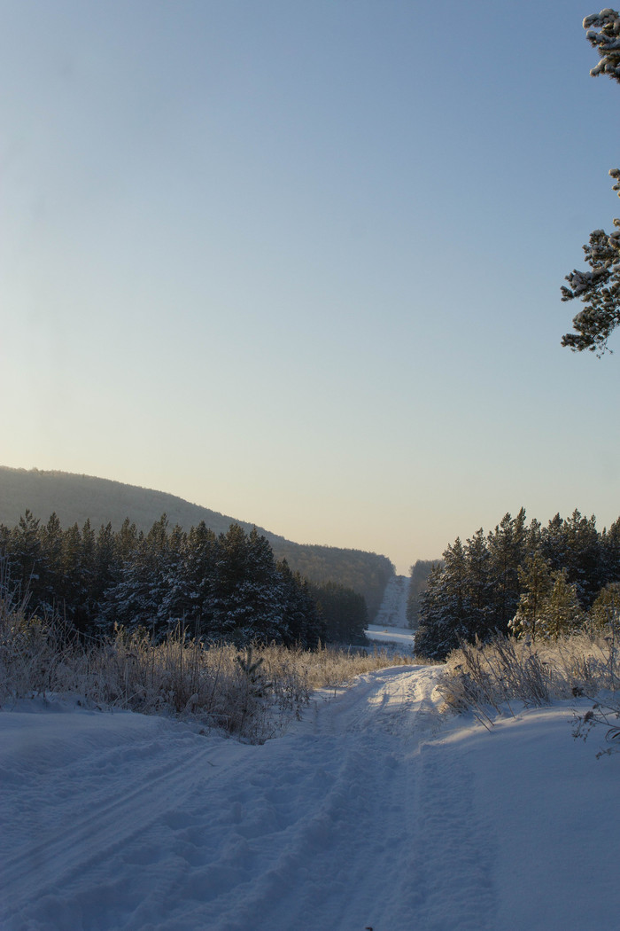 Winter morning - My, My, Beginning photographer, I want criticism, Winter, Forest, Morning, The photo, Longpost