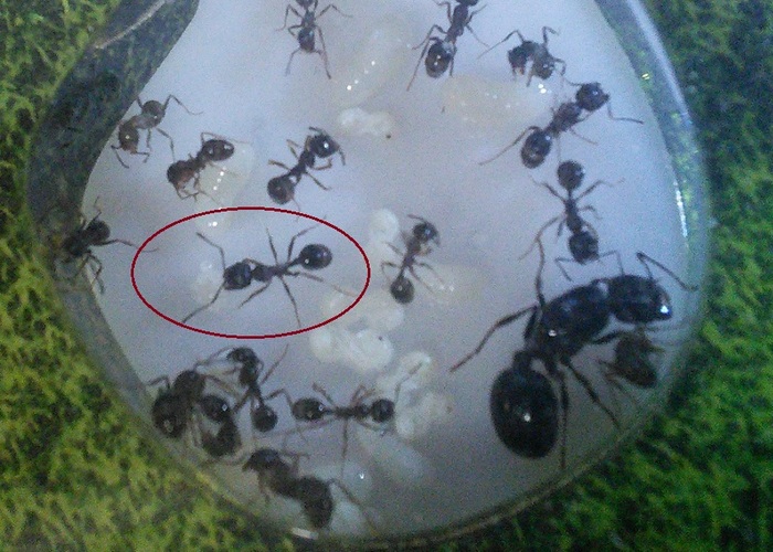 Немного о размножении муравьев. Муравьи, Формикарий, разведение муравьёв, муравьиная ферма, видео, длиннопост