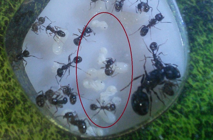 Немного о размножении муравьев. Муравьи, Формикарий, разведение муравьёв, муравьиная ферма, видео, длиннопост