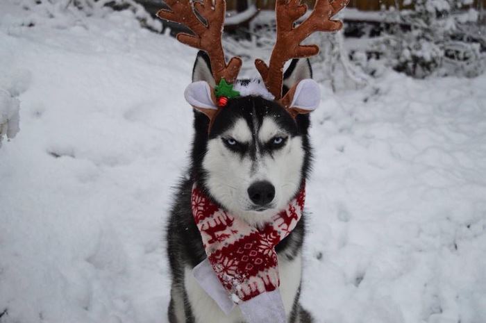 The owner arranged a Christmas photo shoot with her dog, but the resulting pictures can hardly be called festive - Dog, PHOTOSESSION, New Year, Longpost