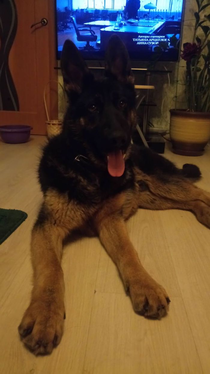 German Shepherd puppy found! Krasnogorsk region. - My, Krasnogorsk, Caucasian Shepherd Dog, Longpost, Dog, Help, Found a dog, Helping animals