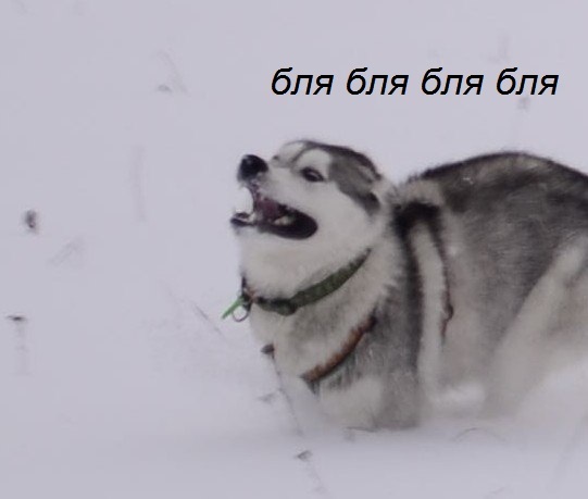 Hear! - My, Husky, Dog, Vologda, Run, How powerful are my paws, Snow