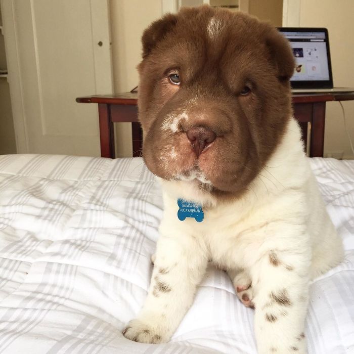 This Shar Pei puppy was born with a very unusual color... - Dog, Shar Pei, Color, Longpost