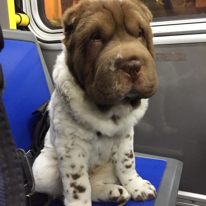 This Shar Pei puppy was born with a very unusual color... - Dog, Shar Pei, Color, Longpost