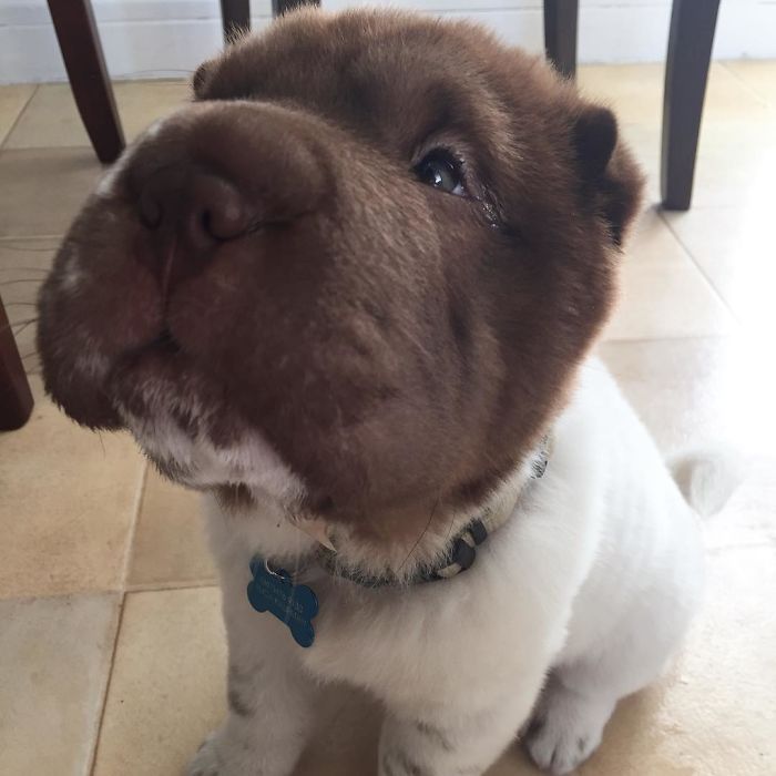 This Shar Pei puppy was born with a very unusual color... - Dog, Shar Pei, Color, Longpost