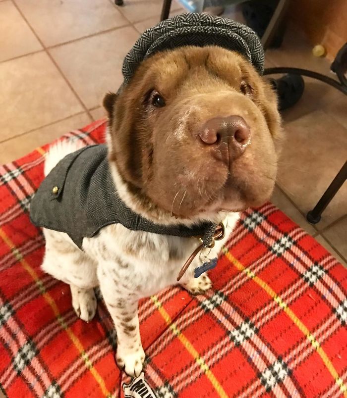 This Shar Pei puppy was born with a very unusual color... - Dog, Shar Pei, Color, Longpost