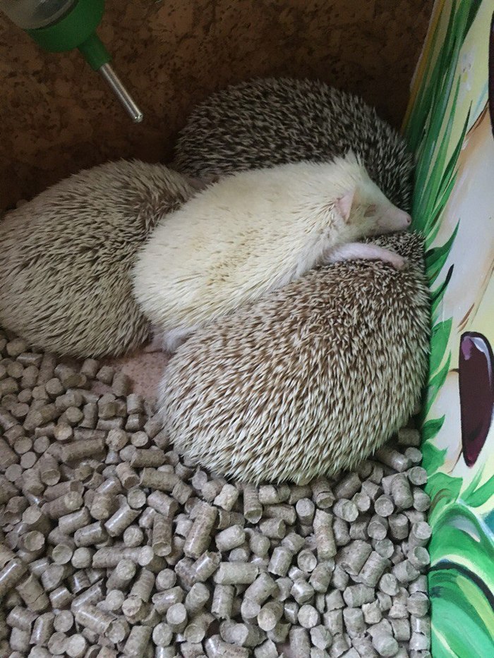 Just sleeping hedgehogs =) - My, Hedgehog, Dream, Together, Zoo, Convenience