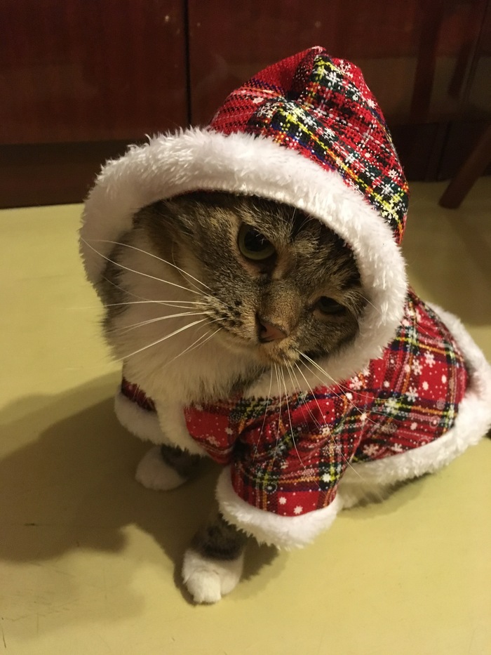 Santa's Secret Service is going - cat, 