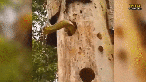 When tired of a neighbor with a perforator - GIF, Tree, Snake, Birds