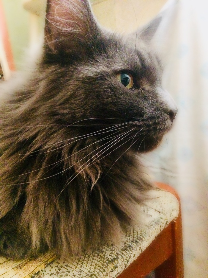 Как поживает кошка