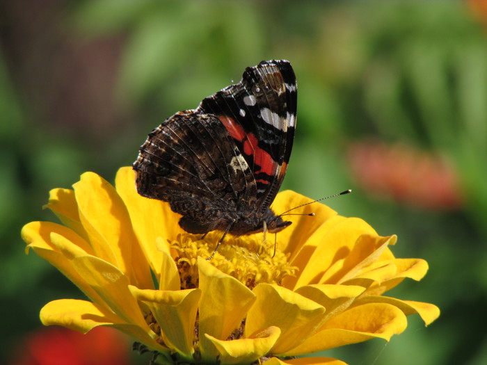 Compilation of insects - My, Macro, Insects, Nature, , Longpost, Macro photography