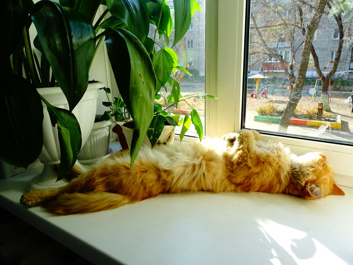 I know nothing! I'm on fire here! - My, cat, Lies, , Humor, Windowsill