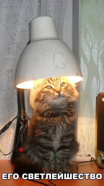 Who here is tired of cats with a lamp?)))))) - cat, Cat with lamp, Not cats, Humor, Desk lamp, , 