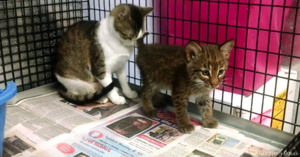 A domestic cat was feeding an orphan kitten... And she didn't care that this savage was born a dangerous predator! - cat, Lynx, Feeding, Longpost