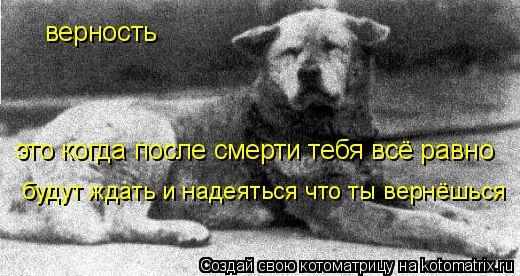 Vologda Hachiko. - Loyalty, Devotion, Dog