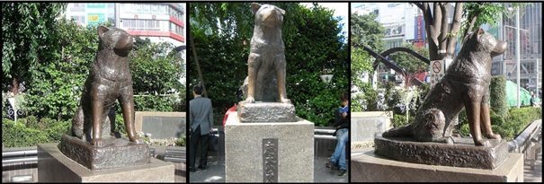 Vologda Hachiko. - Loyalty, Devotion, Dog