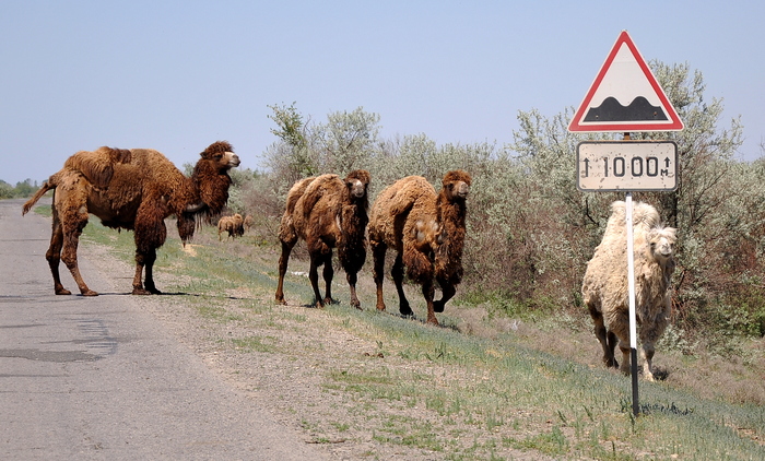 Kilometer of camels - Astrakhan Region, Camels, My, Road sign