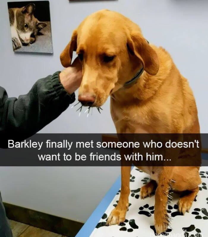 Barkley has finally met someone who doesn't want to be his friend... - Dog, The photo