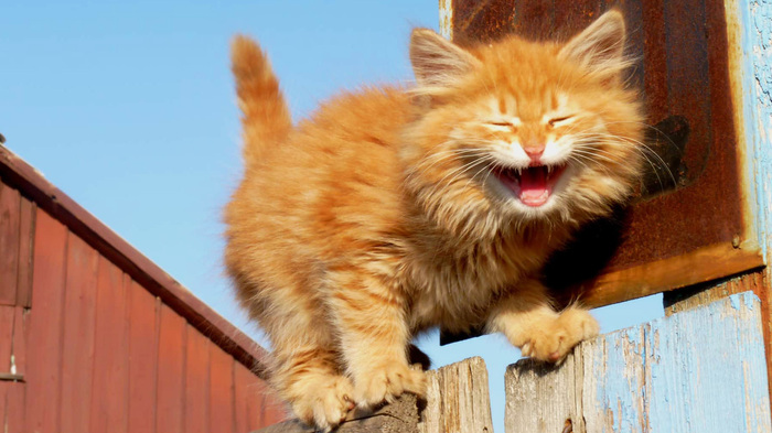 The most fluffy ginger! Funny kitten on the fence. - cat, Images