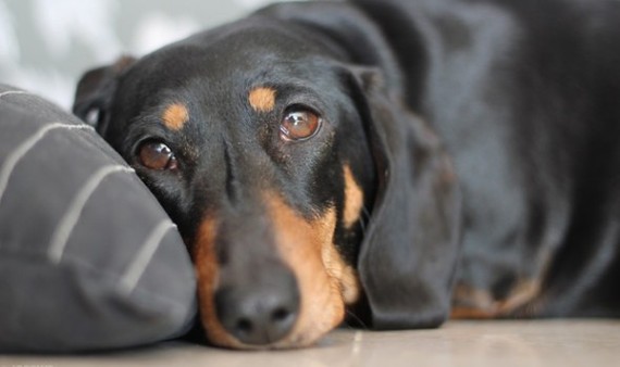 On the news of the day... - Dachshund, news, Jokes for three hundred, Dmitry Rogozin, The science