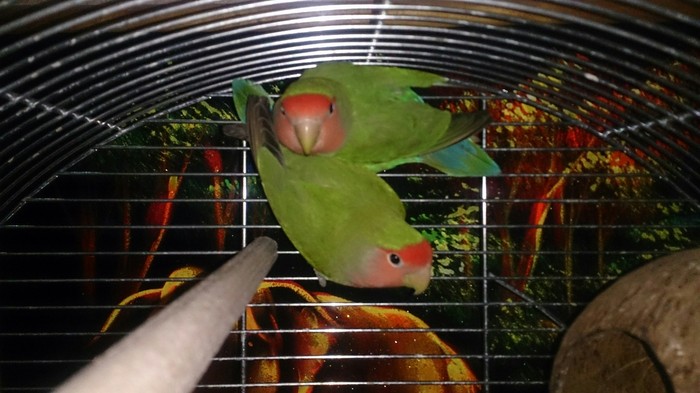 Lovebirds looking for a new family - Lovebirds, I will give