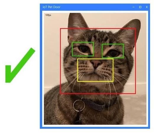 Кошачий фейсконтроль