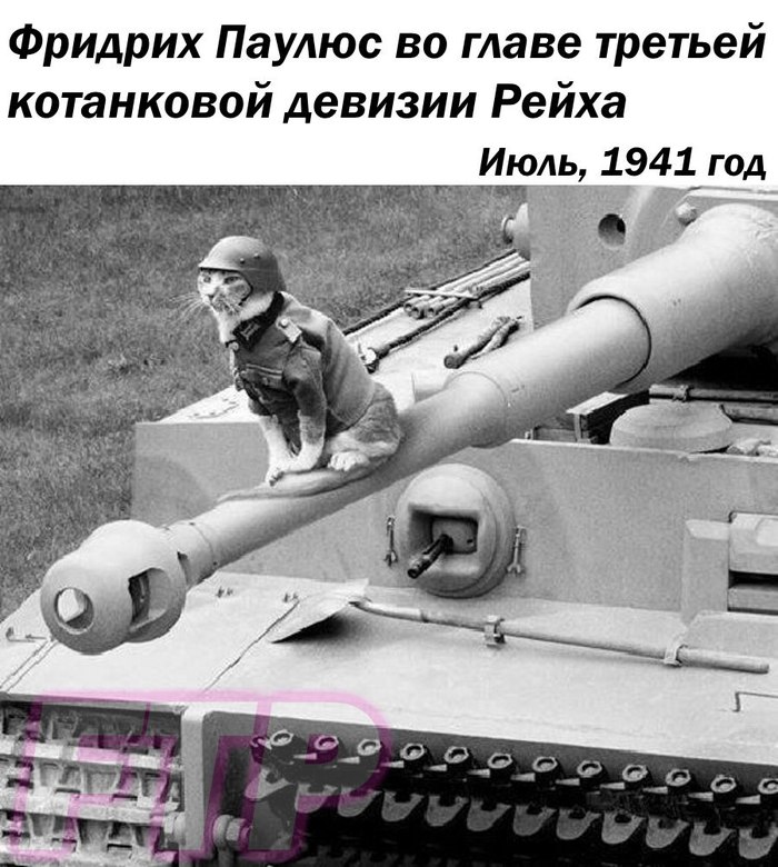 Story... - Tanks, Humor, cat, Paws