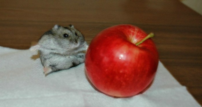 Now I will eat it - Apples, Hamster, Table