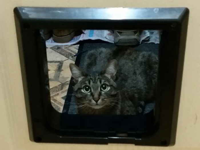 Door-TV - cat, Cat's Door