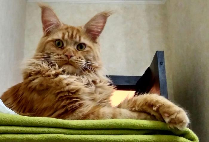 Our cat continues to grow and get stronger. Our Maine Coon pleases every day! - My, Maine Coon, Grows, cat, Longpost