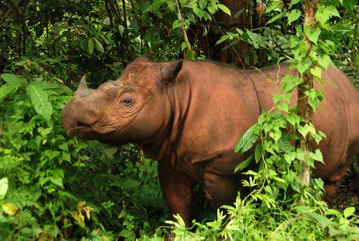 Book of Animals: Sumatran Rhinoceros - My, Sumatran rhinoceros, Animal book, Animals, Wild animals, Longpost