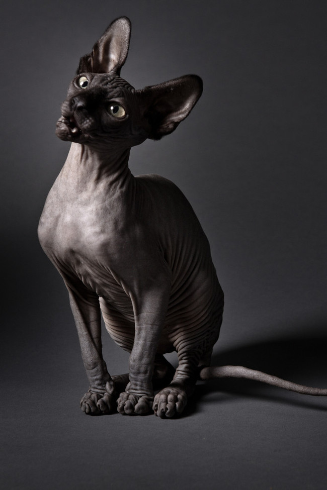 Sphinx - My, cat, Pet, Pets