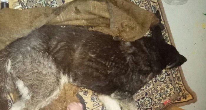 Loyalty was repaid with cruelty. in Samara, a dog for the blind was beaten and left to die in the trash - Dog, Guide, Animal defenders, Longpost, Help, Helping animals